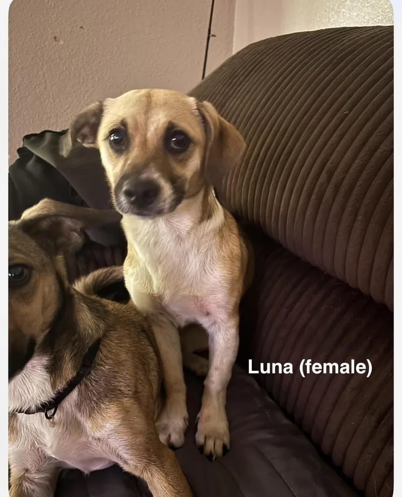 Luna & Zeus thumbnail 3