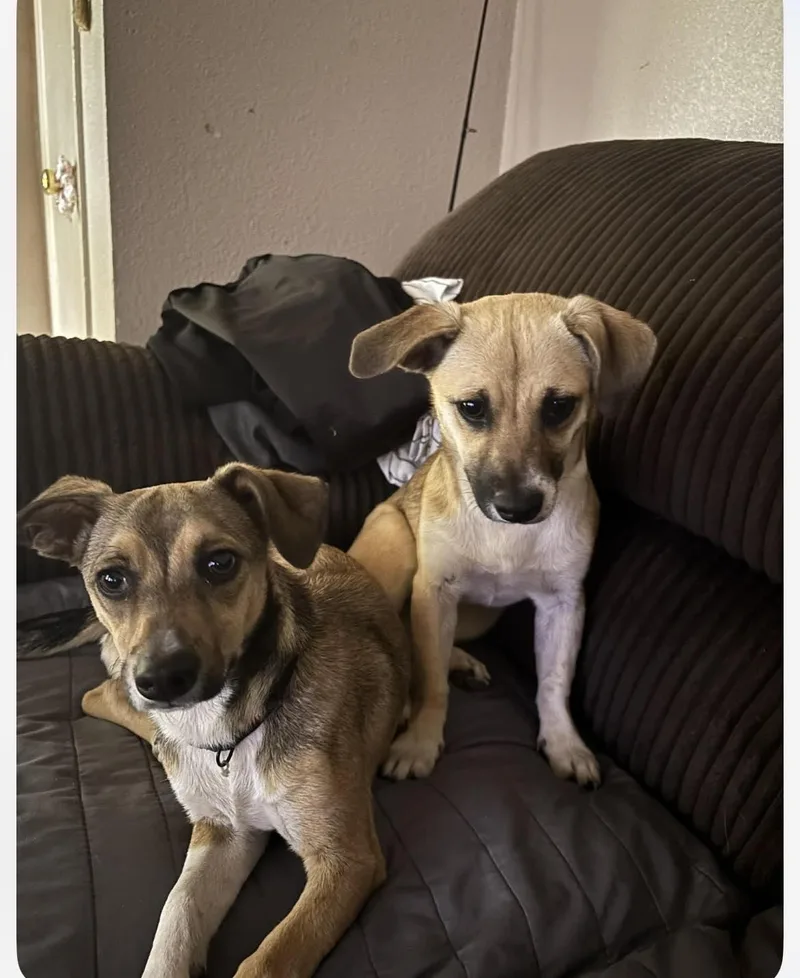 A baby small-sized male Yellow / Tan / Blond / Fawn Mixed Breed dog named Luna & Zeus for adoption in Paramus, NJ