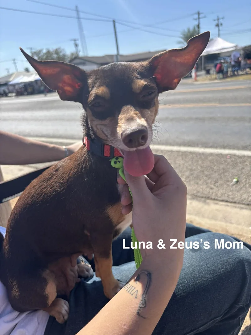 Luna & Zeus thumbnail 4