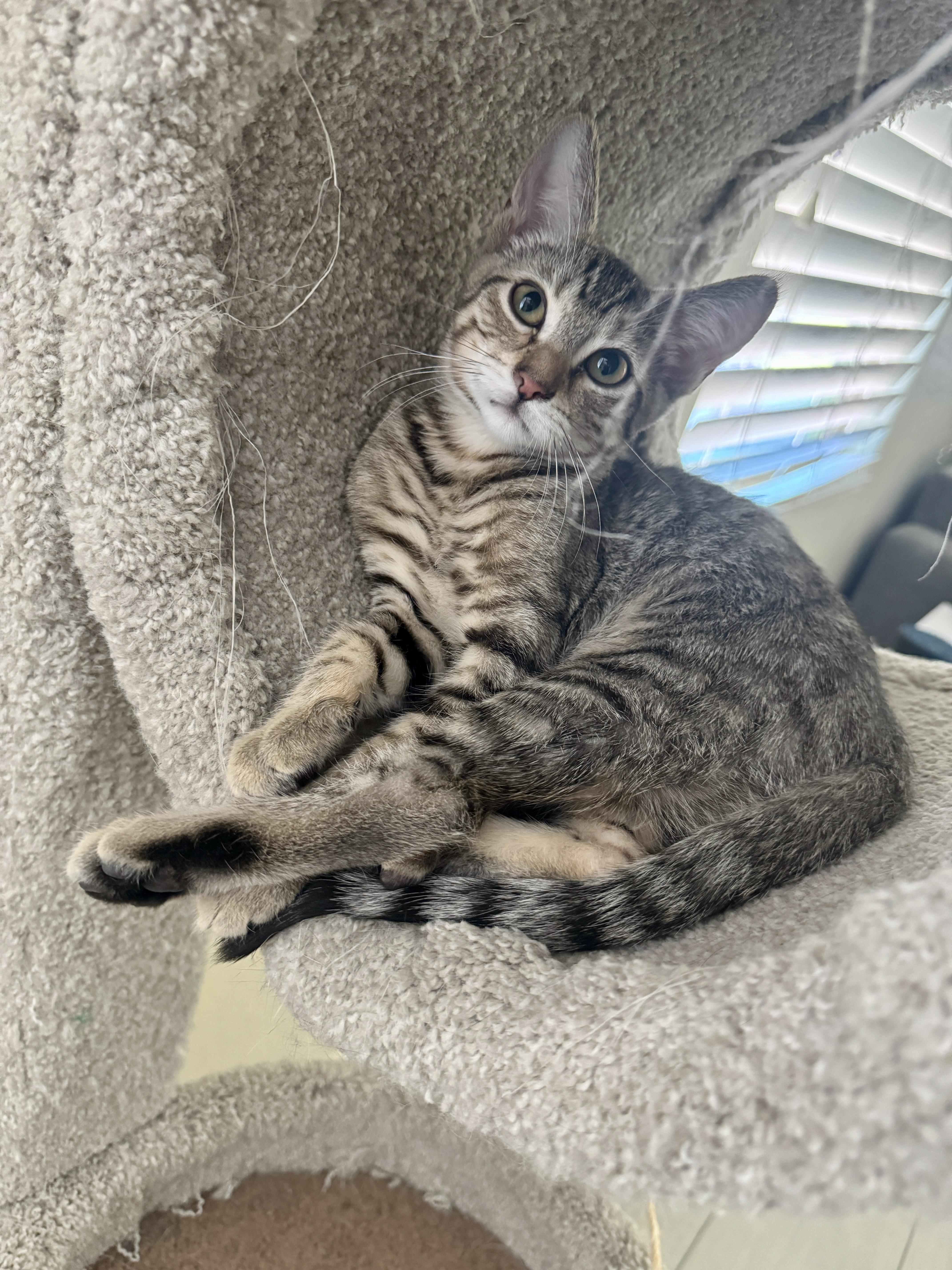 A baby small-sized male Tabby (Brown / Chocolate) Domestic Short Hair cat named Pj for adoption in Youngtown, AZ