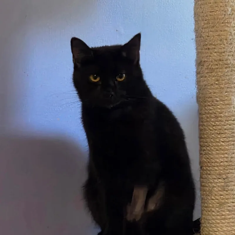 A young small-sized female Black Domestic Short Hair cat named Chrissy for adoption in Greenville, NC
