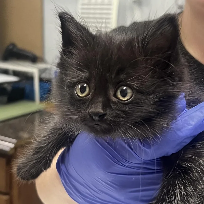 A baby small-sized male Black Domestic Medium Hair cat named Fluffer Nutter for adoption in Summerville, SC
