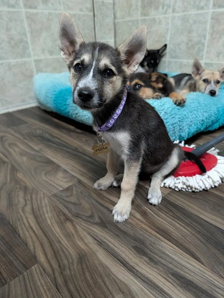 A baby medium-sized female Brown / Chocolate Husky dog named Cessna for adoption in Waunakee, WI