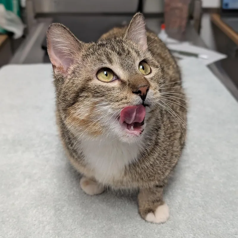 An adult medium-sized male Brown / Chocolate Domestic Short Hair cat named Elwood for adoption in Brookfield, WI