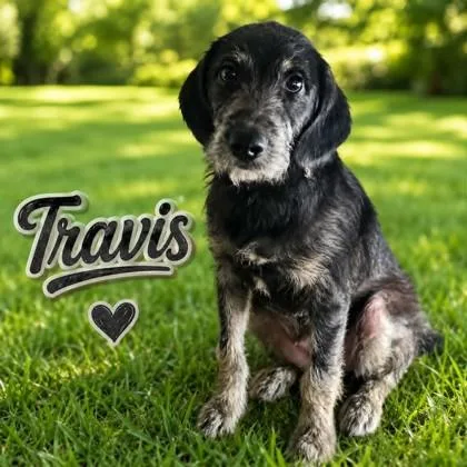 Travis thumbnail 3