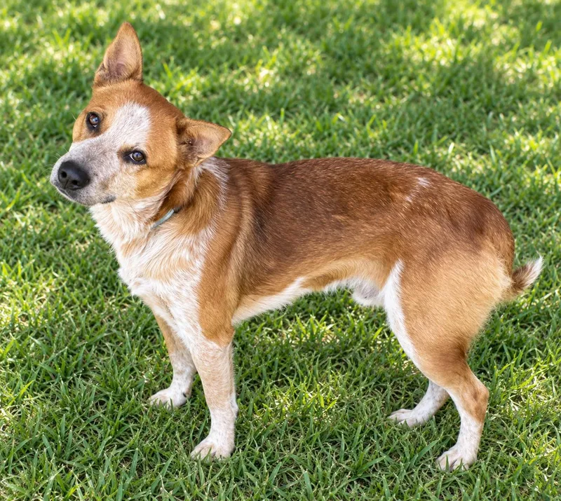 A young medium-sized male Australian Cattle Dog / Blue Heeler dog named Ronan for adoption in Bandera, TX