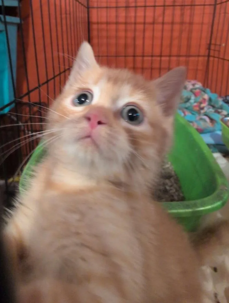 A baby small-sized male Tabby (Orange / Red) Domestic Short Hair cat named Dozer for adoption in Brookings, SD