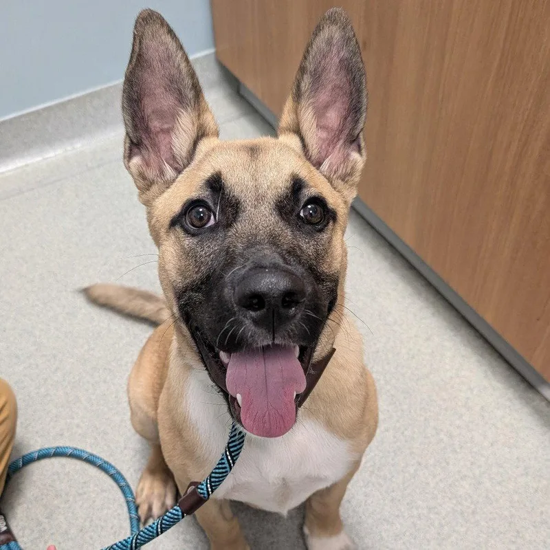 An adult medium-sized male German Shepherd Dog dog named Chunk for adoption in New Castle, DE