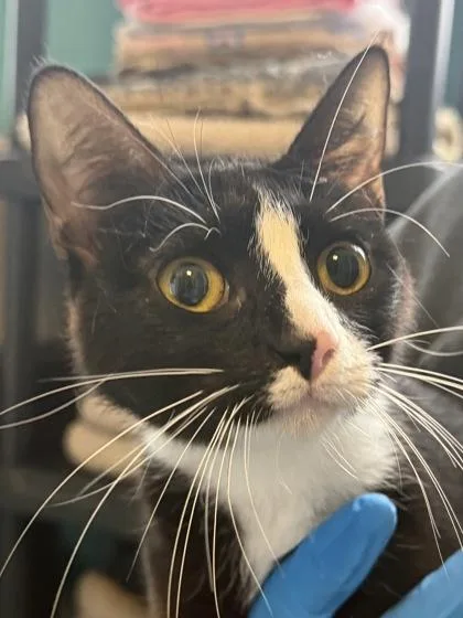 A young medium-sized female Domestic Short Hair cat named Posh Spice for adoption in Fishers, IN