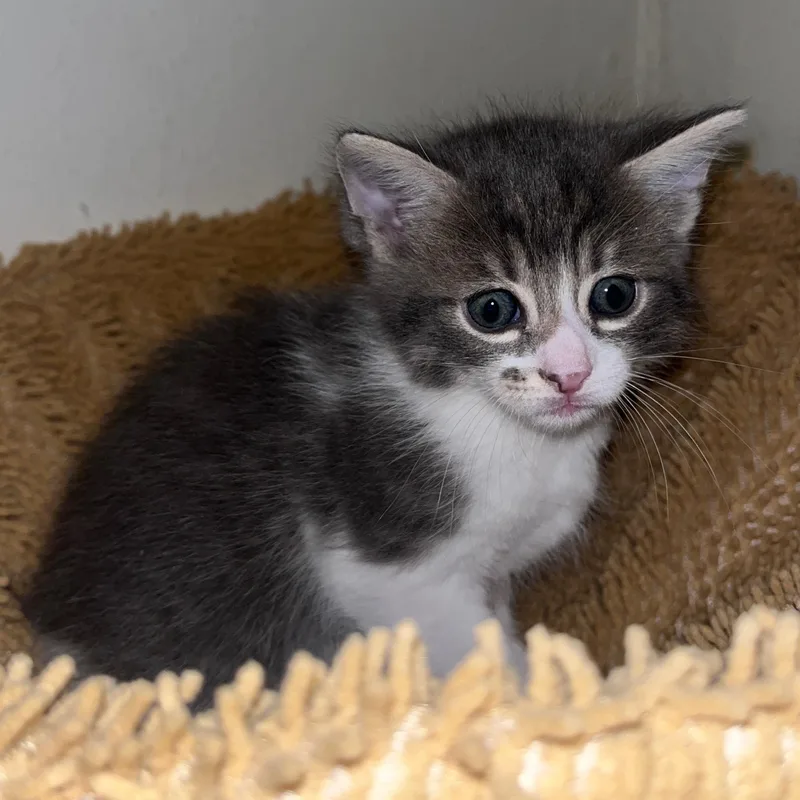 A baby small-sized male Tabby (Gray / Blue / Silver) Domestic Short Hair cat named Verano for adoption in Sherman Oaks, CA