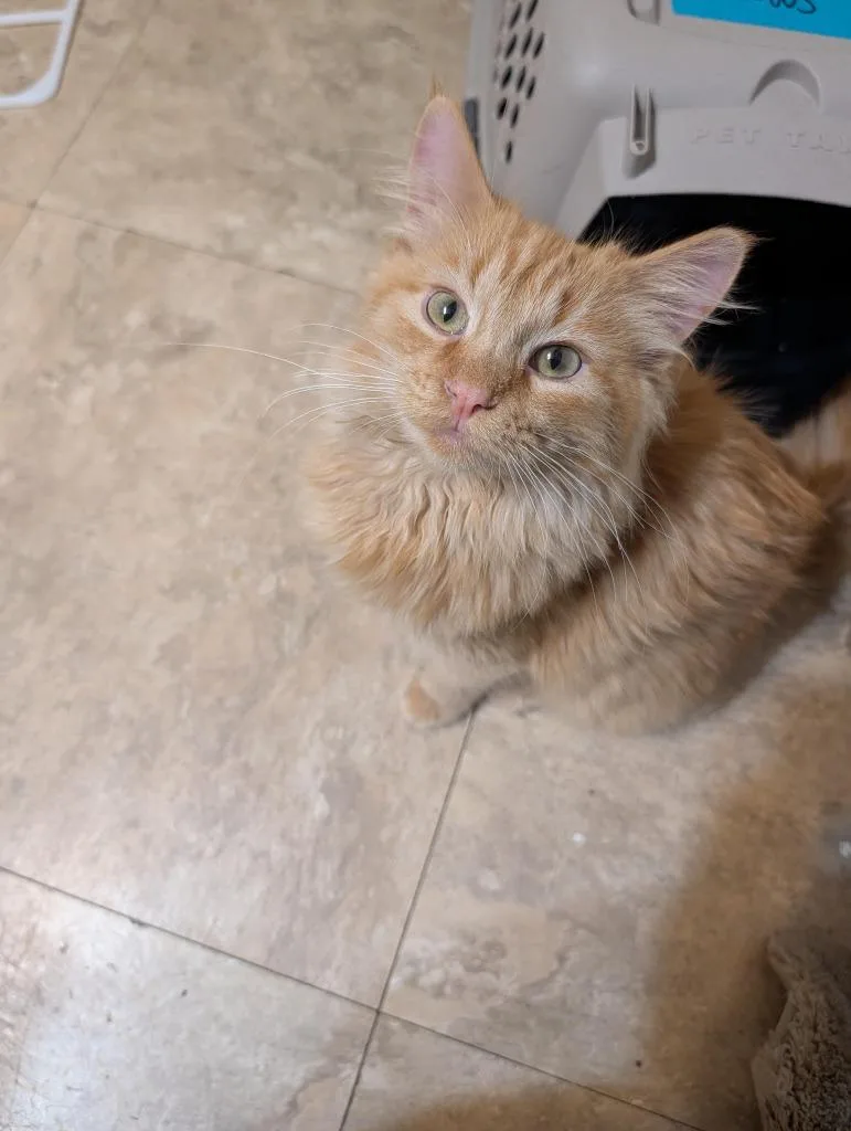 An adult medium-sized male Domestic Medium Hair cat named Tigger for adoption in Salt Lake City, UT