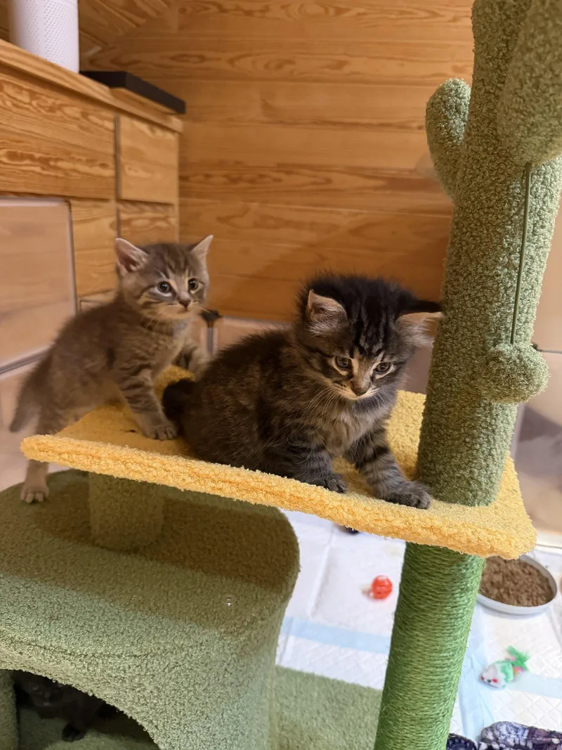 A baby medium-sized female Domestic Medium Hair cat named Urbana for adoption in Buford, GA
