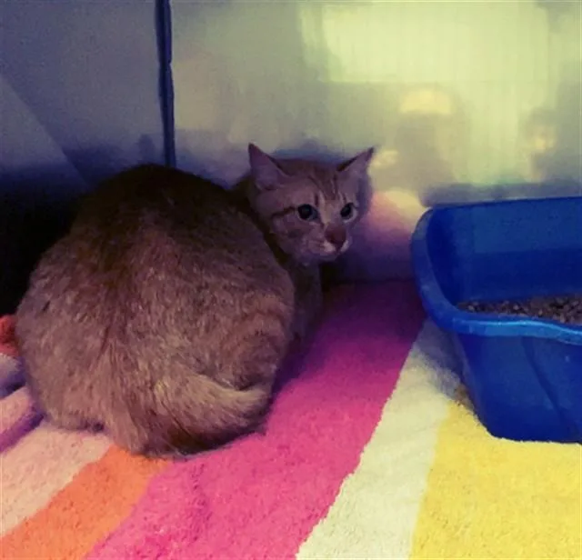 An adult large-sized male Domestic Short Hair cat named Dexter for adoption in Killeen, TX
