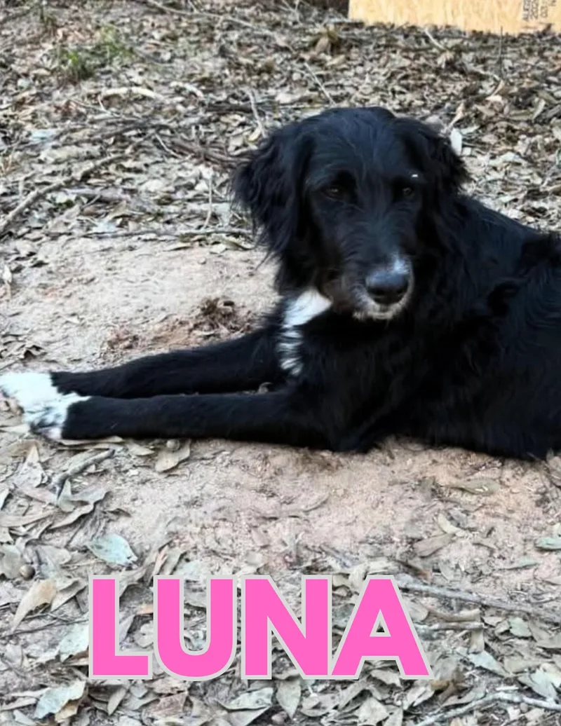 An adult medium-sized female Black Aussiedoodle dog named Luna for adoption in Shalimar, FL