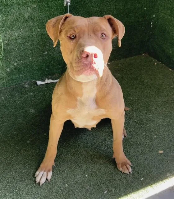 A young large-sized female Pit Bull Terrier dog named Cherry for adoption in Lancaster, CA