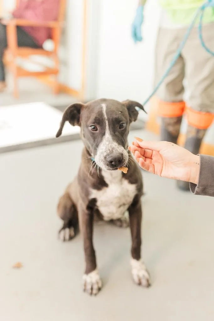 A young medium-sized female Mixed Breed dog named Latte for adoption in Lawrenceburg, TN