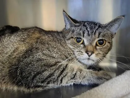 A young medium-sized female Domestic Short Hair cat named Hotel for adoption in Westland, MI