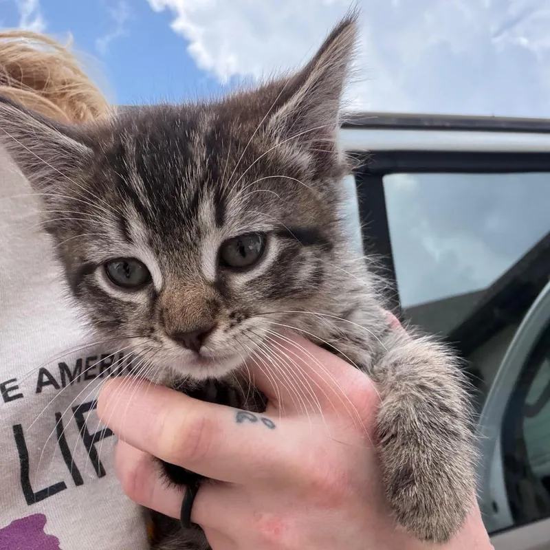 A baby small-sized female Black Domestic Medium Hair cat named Mary for adoption in Marshall, TX