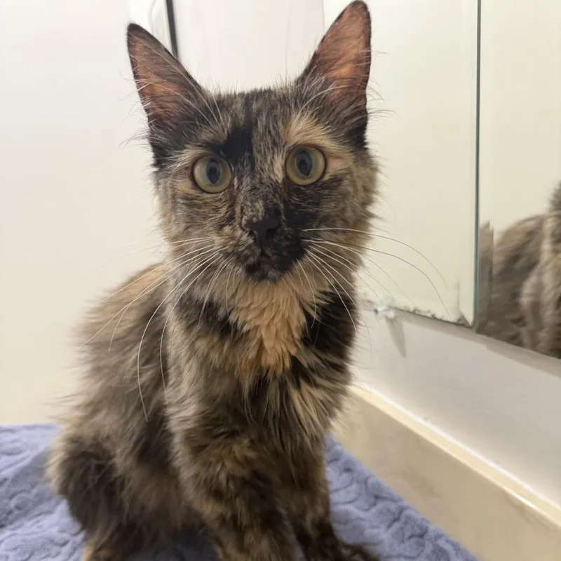 A young medium-sized female Tortoiseshell Domestic Medium Hair cat named Ember for adoption in Sunnyvale, CA