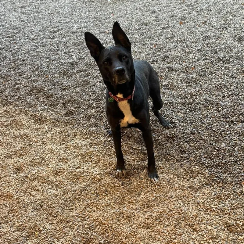 An adult medium-sized female Labrador Retriever dog named Ophelia for adoption in Avon, OH