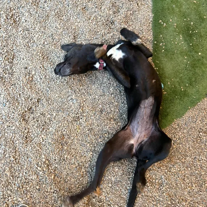 Ophelia thumbnail 3