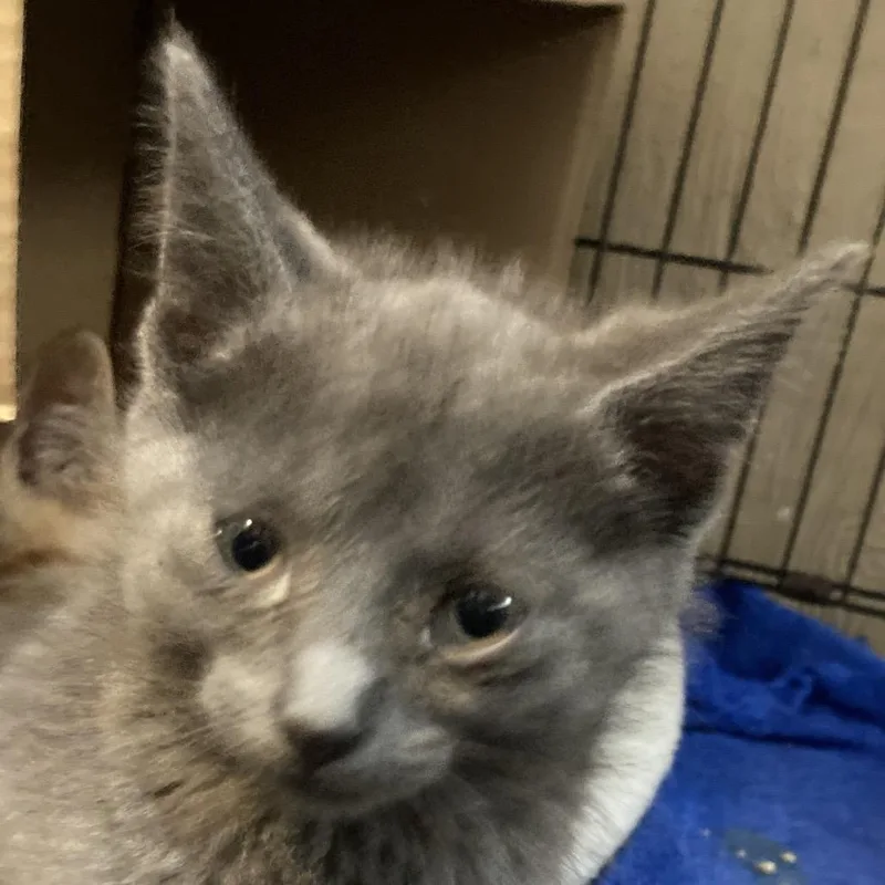 A baby small-sized male Gray / Blue / Silver Domestic Medium Hair cat named Tink for adoption in Marion, IL