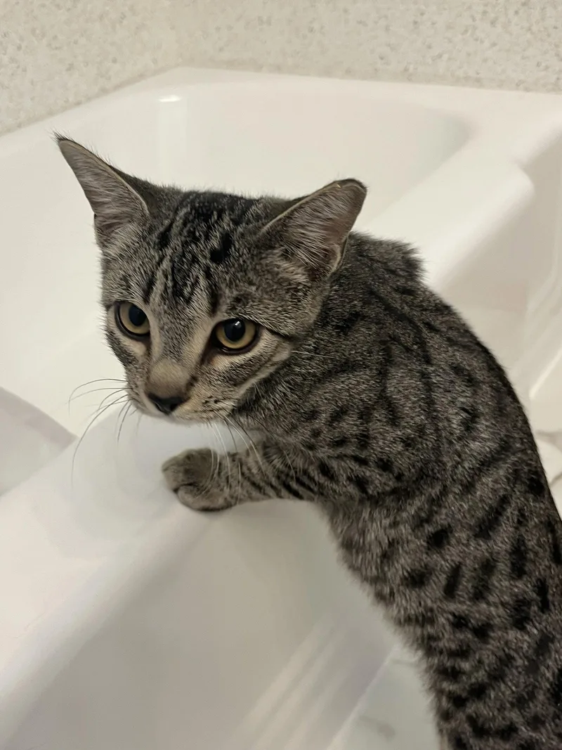 A young medium-sized male Brown / Chocolate Domestic Short Hair cat named Rafi for adoption in Aurora, CO