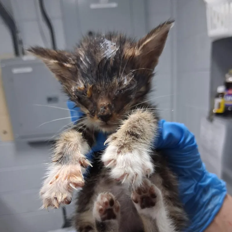 A baby small-sized male Brown / Chocolate Domestic Short Hair cat named Physics @ Azalea Square for adoption in Summerville, SC