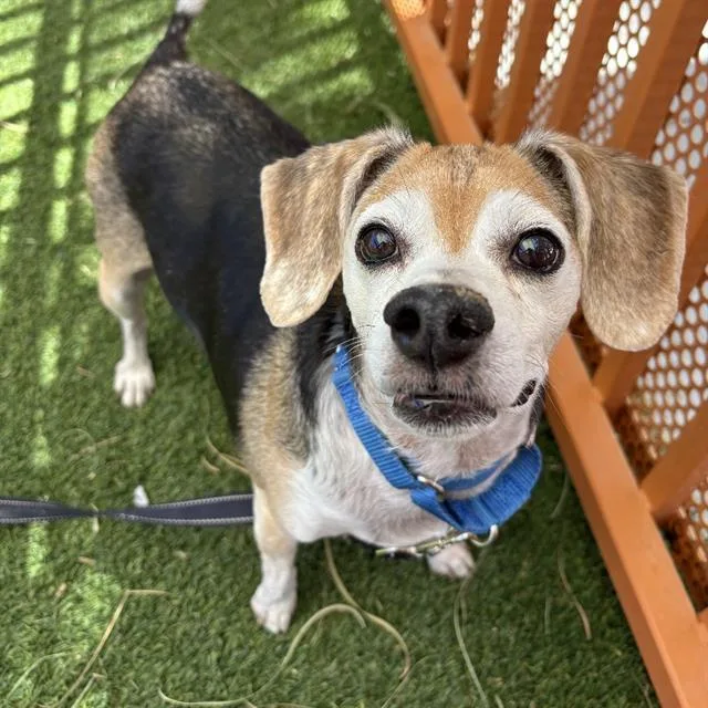 A senior small-sized male Beagle dog named Beans for adoption in Las Vegas, NV
