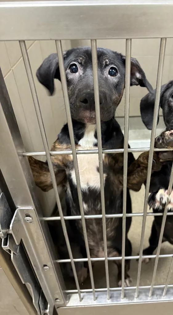 Hennon Kahlo thumbnail 2