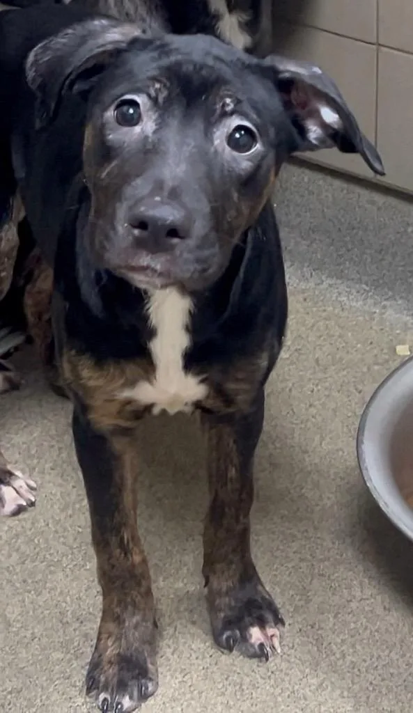 Hennon Kahlo thumbnail 3