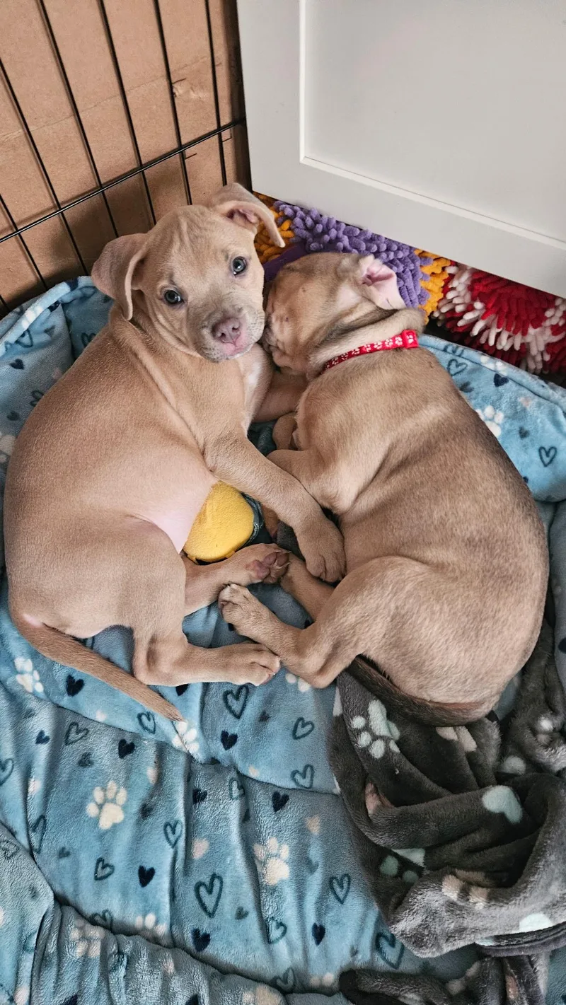 A baby medium-sized female American Staffordshire Terrier dog named Princess Jasmine for adoption in Houston, TX