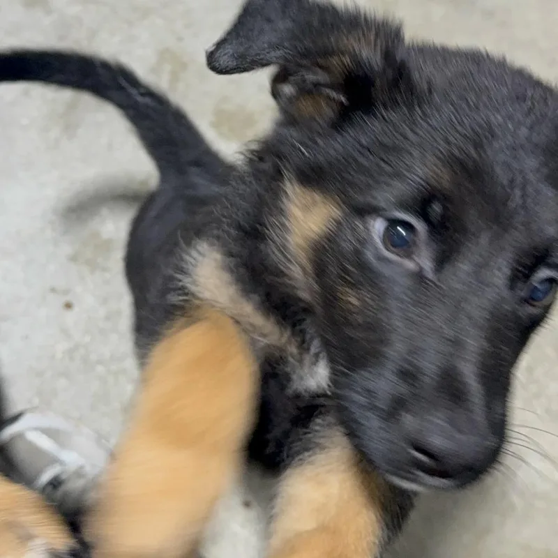 A baby small-sized male Belgian Shepherd / Malinois dog named Spike for adoption in LOXAHATCHEE, FL