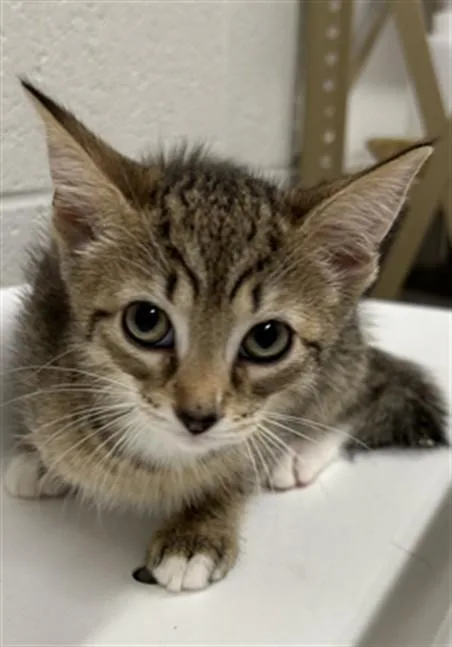 A baby small-sized female Domestic Short Hair cat named Bloom for adoption in Derwood, MD
