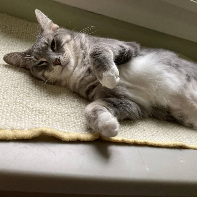 An adult large-sized male Gray / Blue / Silver Domestic Short Hair cat named Spinach for adoption in Evanston, IL