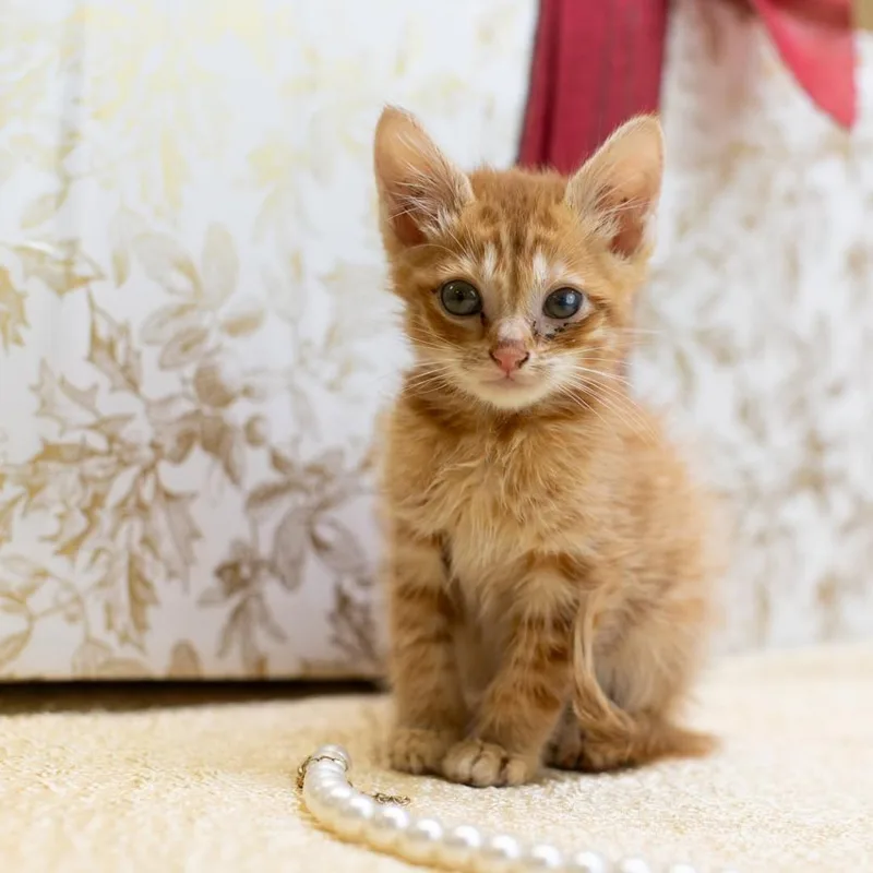 A baby small-sized male Orange / Red Domestic Short Hair cat named CuddleC for adoption in East Saint Louis, IL