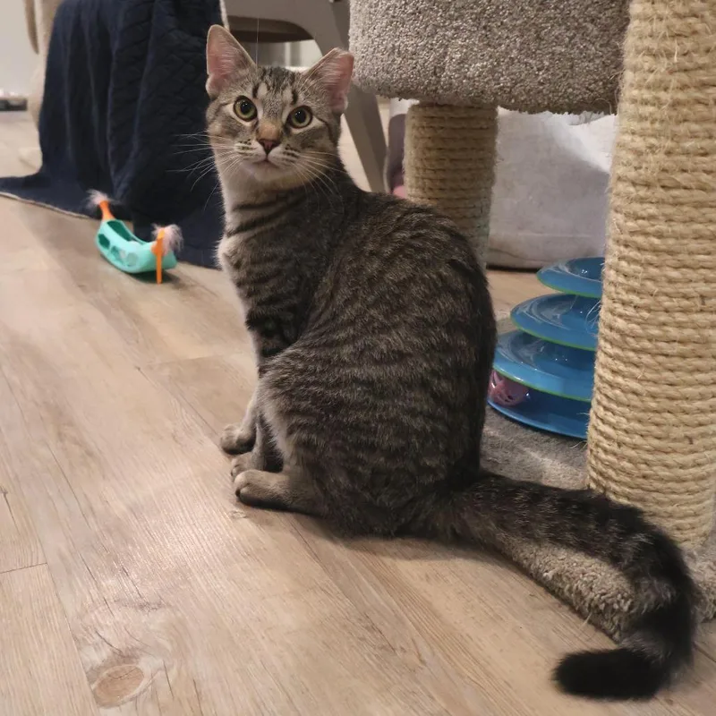 A young medium-sized male Brown / Chocolate Domestic Short Hair cat named Mothball for adoption in Saint Charles, MO