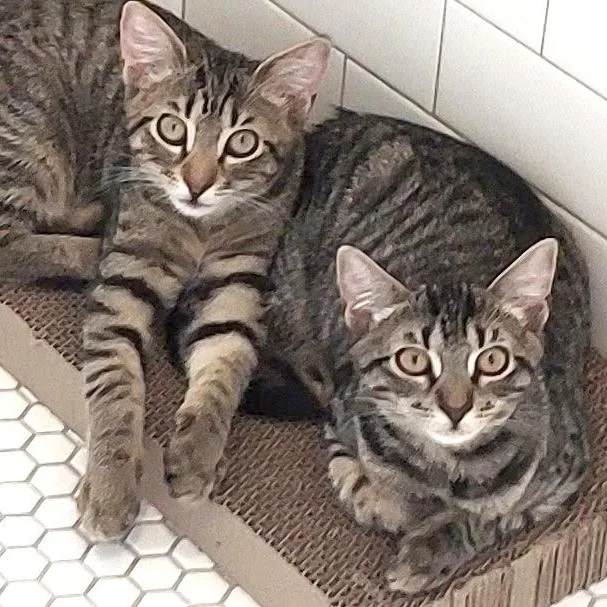 A baby small-sized male Tabby (Brown / Chocolate) Domestic Short Hair cat named Jake & Lexi for adoption in New York, NY