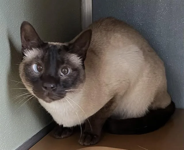 An adult small-sized male Siamese cat named Sealy for adoption in Westminster, MD