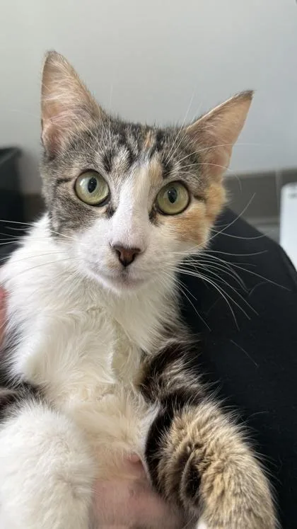 An adult medium-sized female Domestic Short Hair cat named Himari for adoption in Sultan, WA