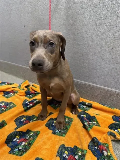 A baby medium-sized female Great Dane dog named Birdie for adoption in Las Vegas, NV