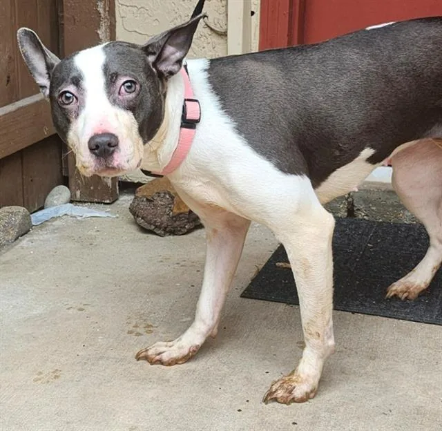 A young medium-sized female American Staffordshire Terrier dog named Nube for adoption in San Antonio, TX