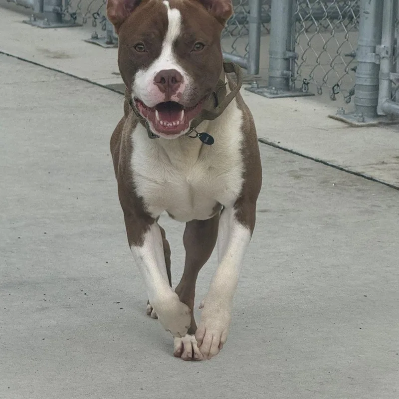 A young medium-sized male Brown / Chocolate Mixed Breed dog named Armany for adoption in Youngstown, OH