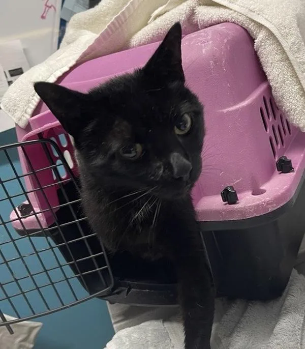A senior medium-sized male Domestic Short Hair cat named Cesar for adoption in Escondido, CA