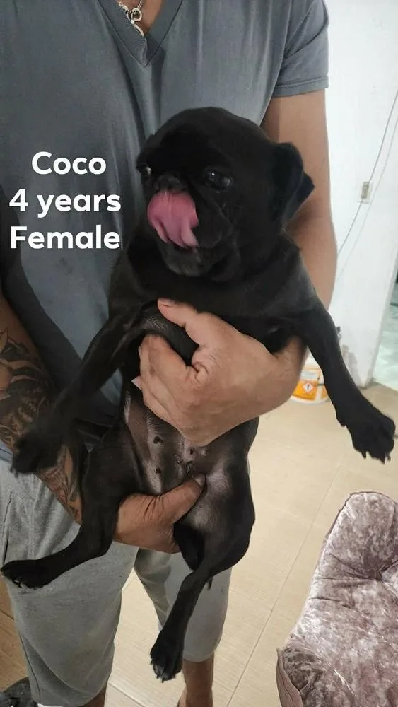 Coco