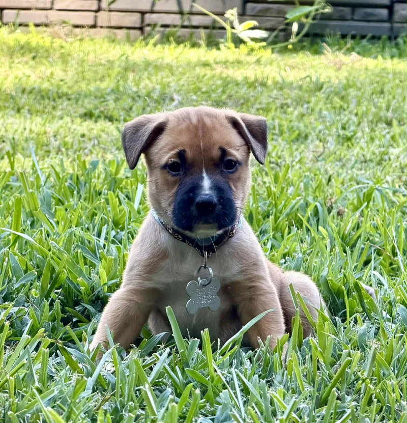 Gaston
