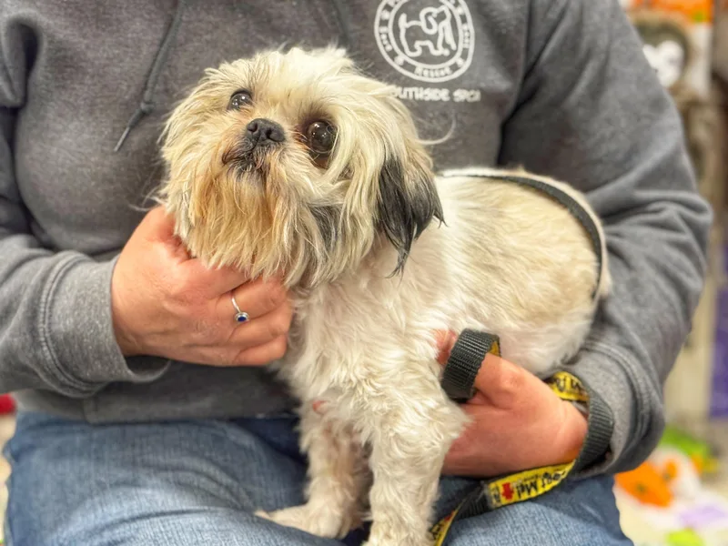 Maybelle thumbnail 2