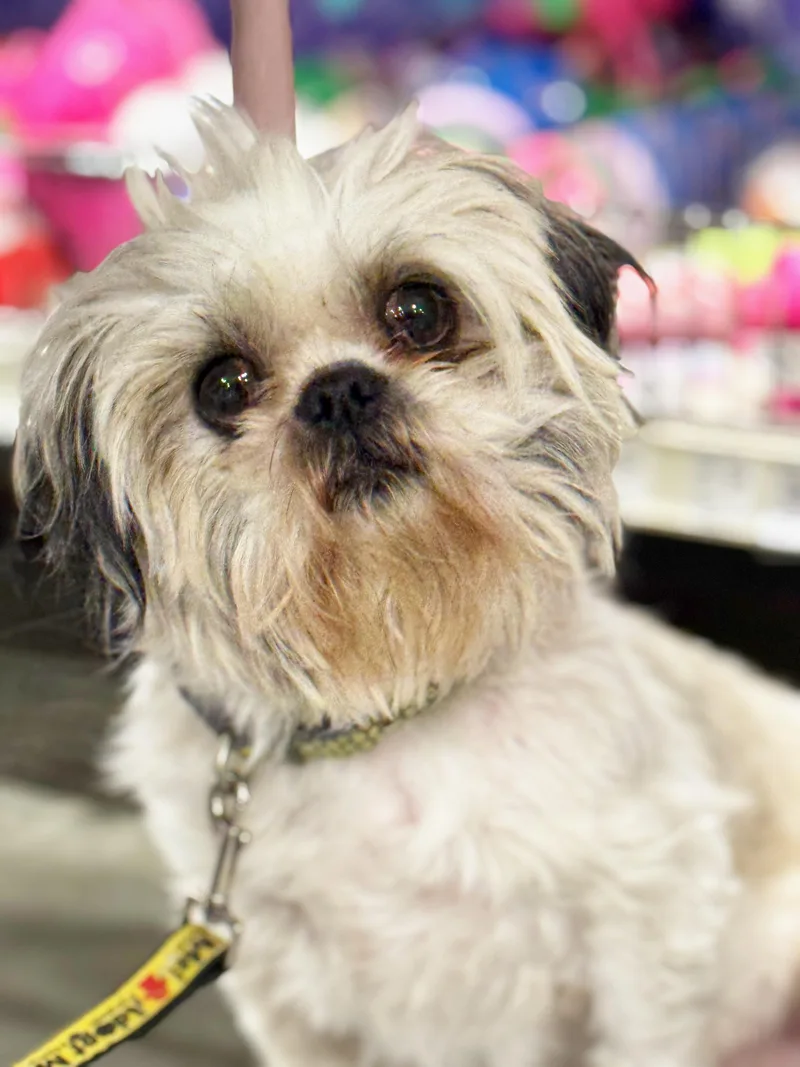 Maybelle thumbnail 4