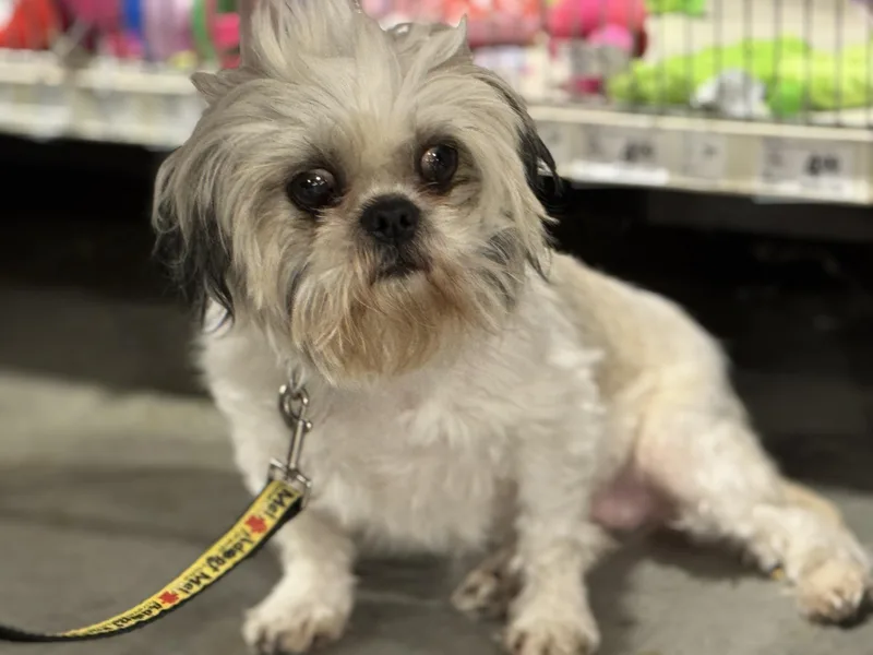 Maybelle thumbnail 5