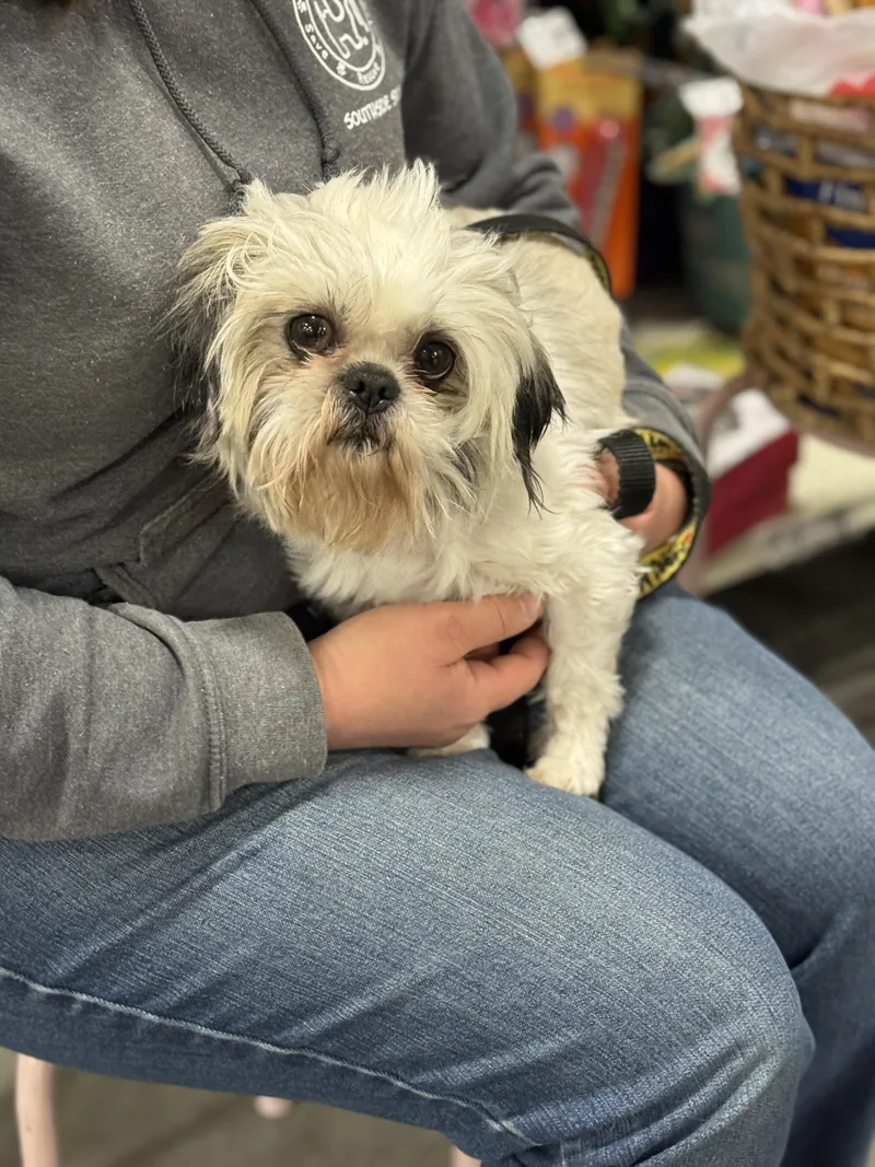 Maybelle thumbnail 6